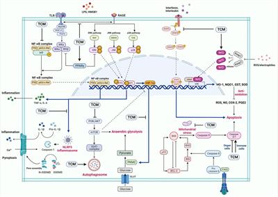 Traditional Chinese medicine for treatment of sepsis and related multi-organ injury